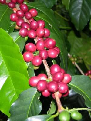 Coffee_fruit